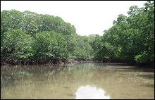 Mangrove channels